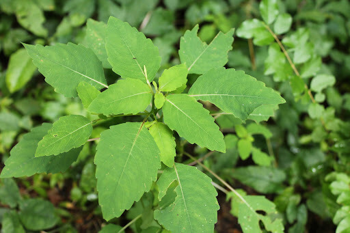 Chenopodium berlandieri